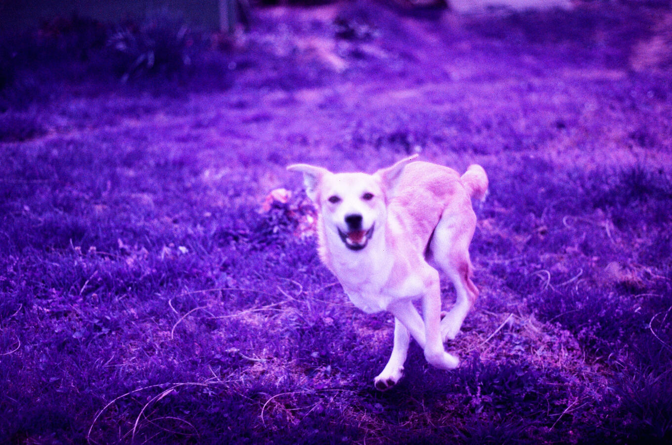 Lomochrome Purple